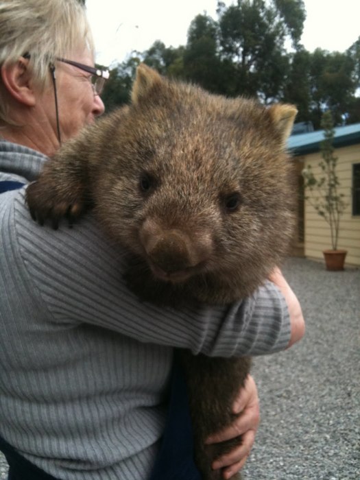 wombat+Bonney+003.jpg