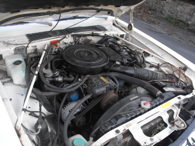 2010_10061970Cougar0075.jpg