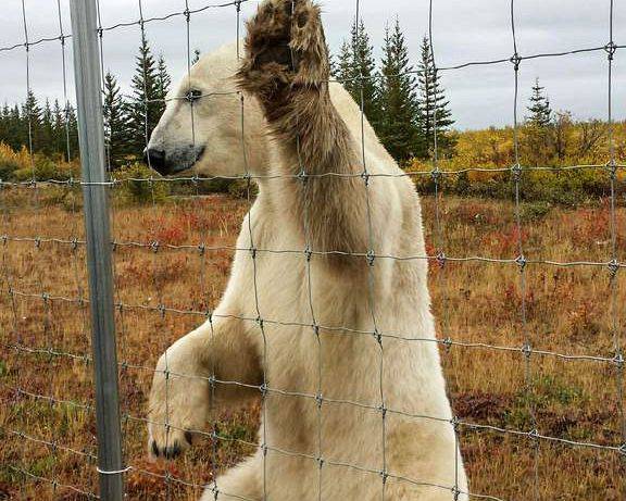 bears_8828.jpg