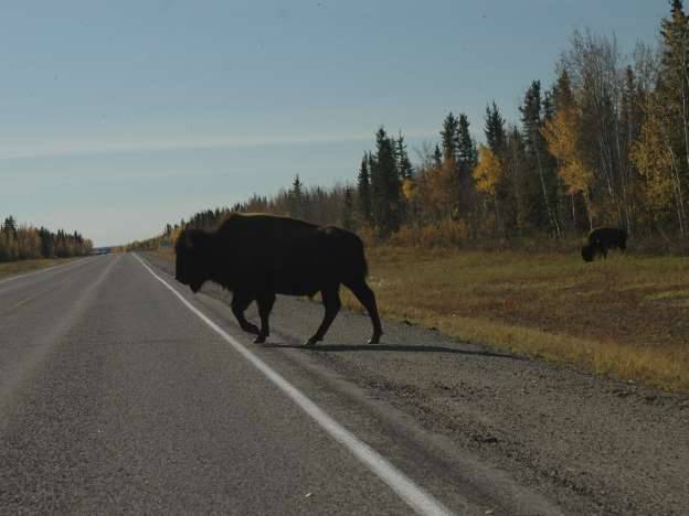 buffalo.jpg