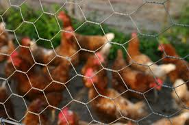 chicken wire.jpg