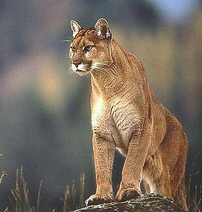 cougar1-1.jpg