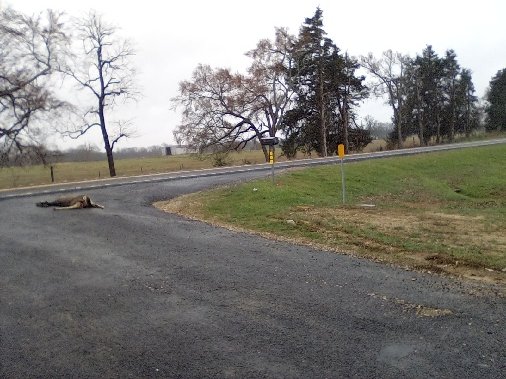deer.jpeg