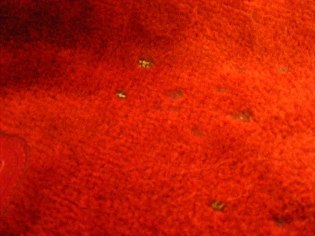 DSCF0998.JPG