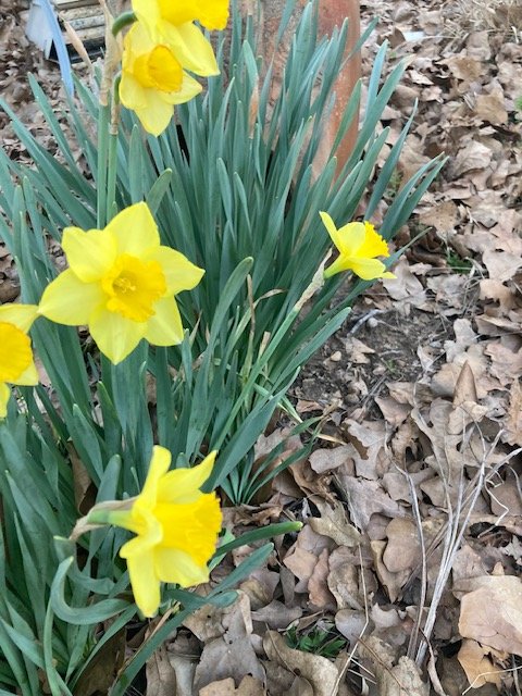 flowers.jpg