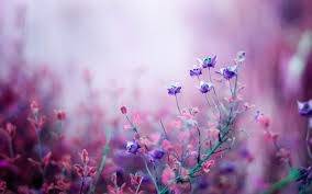 flowers2.jpg
