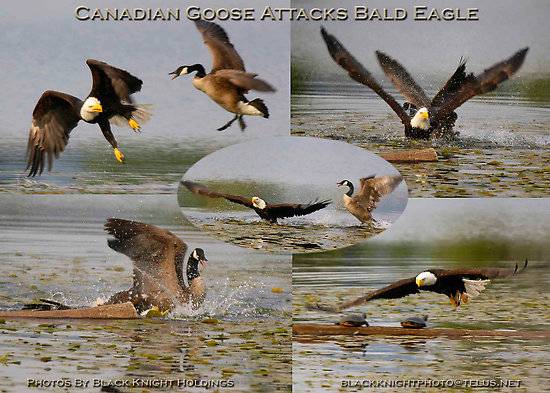 goose.jpg