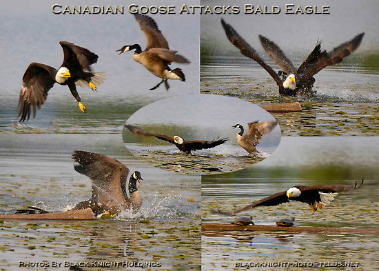 goose1.jpg