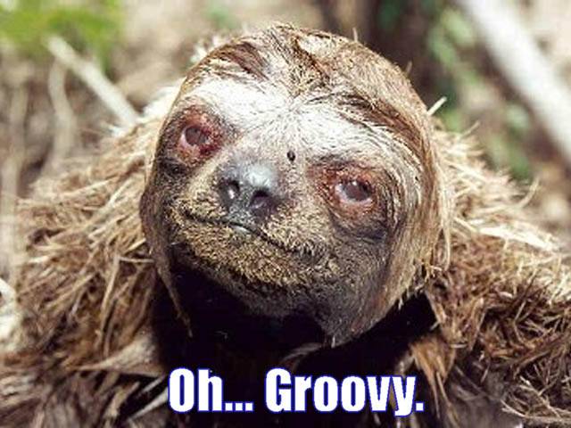 groovysloth.jpg