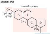 holesterol-animal-tissues-egg-yolks-hydroxyl-group.jpg