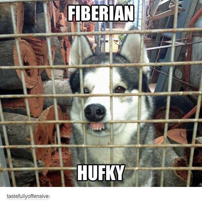 Hufky.jpg