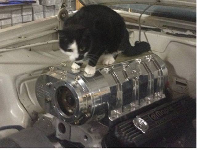 kitten AND BLOWER.jpg