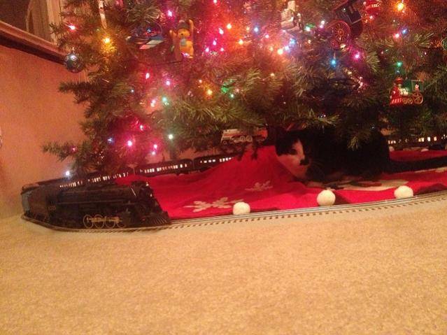 kitten cat and train.jpg