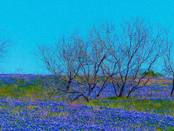 mesquite bluebonnets.jpg