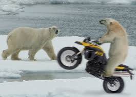 polar-bear.jpg