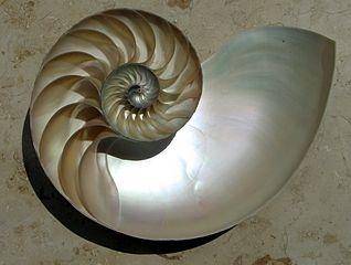 Shell cut.jpg