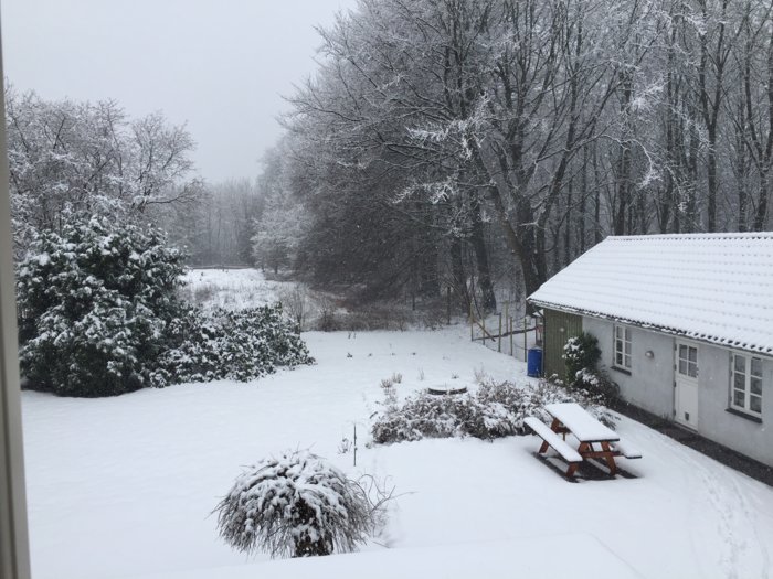 Snow.JPG