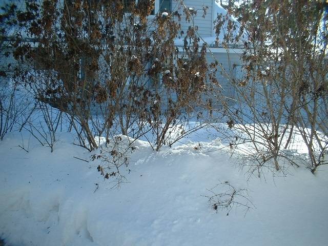 snow3.JPG