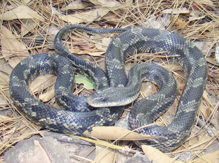 texas-rat-snake.jpg