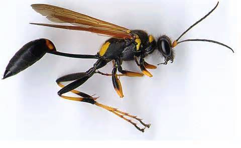 wasp.jpe